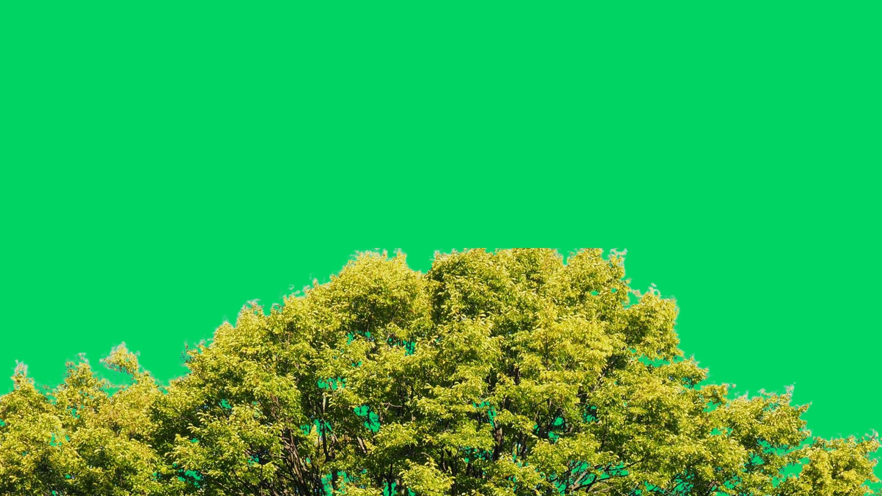 Klimaoprustning - Alternativet